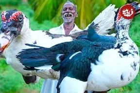 ببینید| غذای روستایی در هند؛ پخت خوراک با اردک طاووسی بزرگ و در جنگل