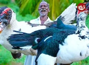 ببینید| غذای روستایی در هند؛ پخت خوراک با اردک طاووسی بزرگ و در جنگل