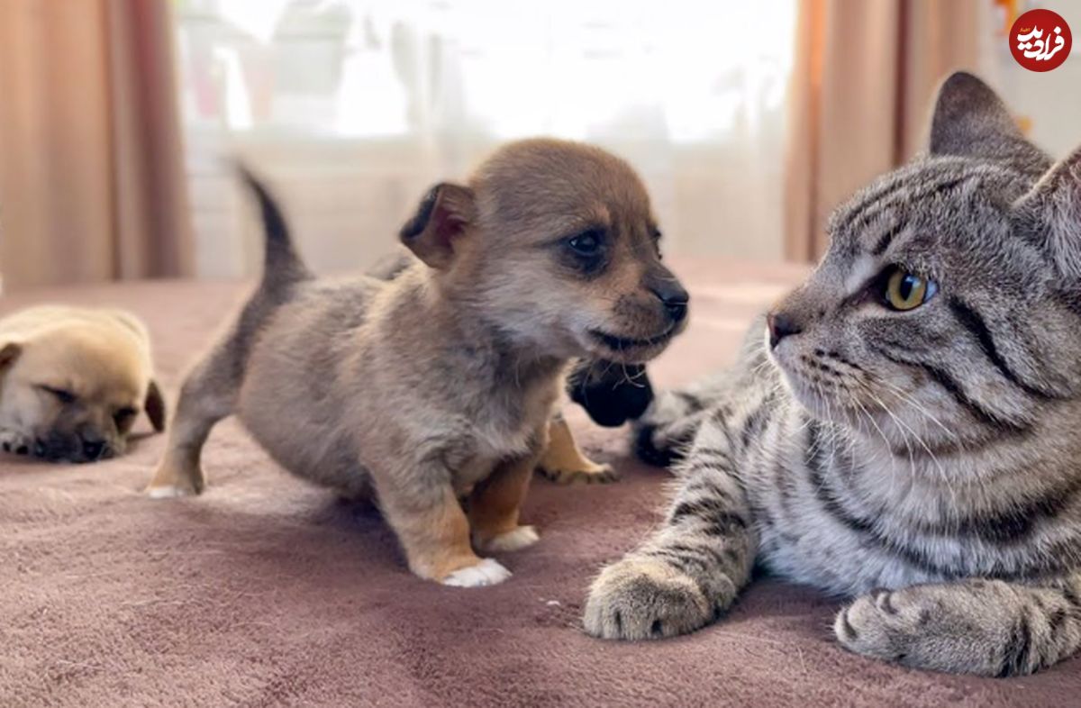 (ویدئو) ترس بامزه گربه از سگ های تازه متولد شده خانه