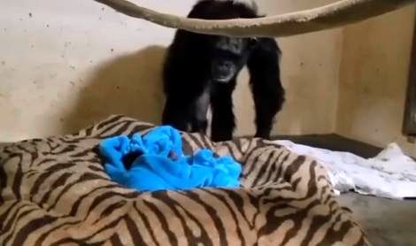 (ویدئو) ثبت یک لحظه فوق‌العاده؛ شامپانزه مادر بعداز دو روز می‌فهمد بچه‌اش زنده‌است