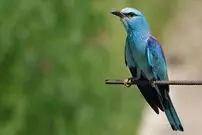 (ویدیو)پرنده ای که یک پیتزای کامل را دزدید!
