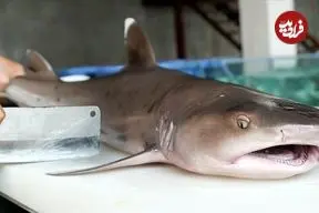 ببینید| غذای خیابانی در ویتنام؛ برش و تهیه 2 نوع غذا با کوسه 10 کیلوگرمی در هانوی