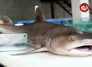 ببینید| غذای خیابانی در ویتنام؛ برش و تهیه 2 نوع غذا با کوسه 10 کیلوگرمی در هانوی