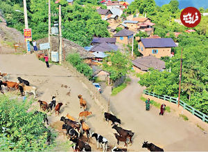 (تصاویر) نماهایی دیدنی از زندگی روستایی در لفور سوادکوه