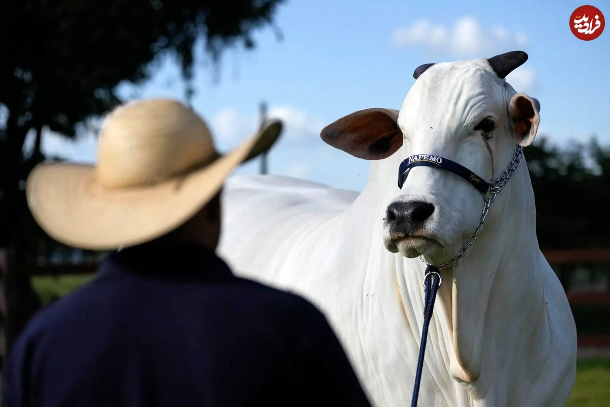 (تصاویر) چرا این گاو هم قیمت ویلای رونالو است؟