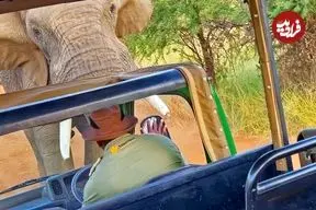 ببینید| حمله فیل عصبانی به اتوبوس گردشگران در آفریقا