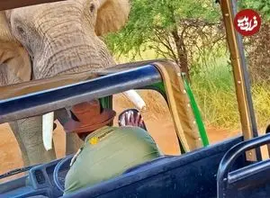 ببینید| حمله فیل عصبانی به اتوبوس گردشگران در آفریقا