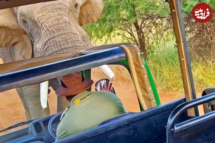 ببینید| حمله فیل عصبانی به اتوبوس گردشگران در آفریقا