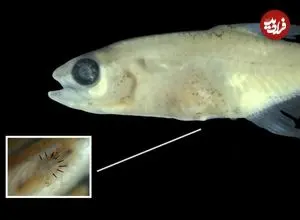 کشف یک ماهی مینیاتوری عجیب در قلب آمازون