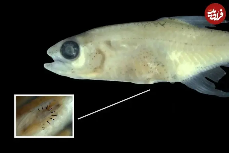 کشف یک ماهی مینیاتوری عجیب در قلب آمازون