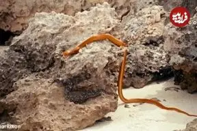 ببینید| مار خوش‌شانس به لطف نیروی جاذبه از دهان کبرا فرار کرد