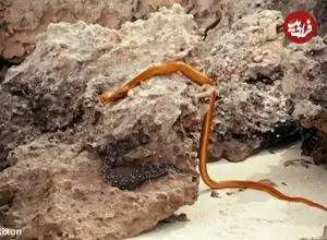 ببینید| مار خوش‌شانس به لطف نیروی جاذبه از دهان کبرا فرار کرد