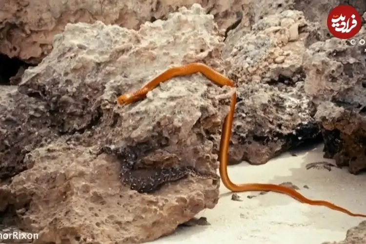 ببینید| مار خوش‌شانس به لطف نیروی جاذبه از دهان کبرا فرار کرد