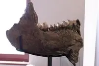 (ویدئو) کشف گنج چند میلیون ساله توسط دو دانش آموز ابتدایی