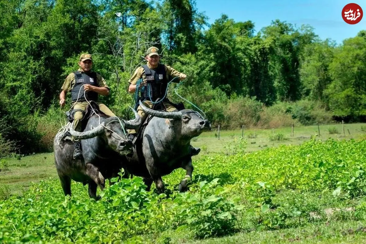 ببینید| پلیس‌های گاومیش‌سوار