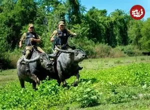 ببینید| پلیس‌های گاومیش‌سوار