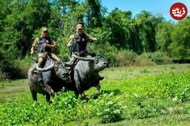 ببینید| پلیس‌های گاومیش‌سوار