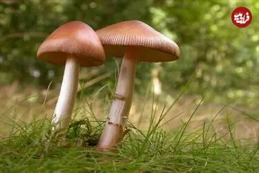 معمای پرونده‌های مرگی که با خوردن قارچ جنگلی گره خورده است؛ نوبرانه‌هایی با احتمال مرگ