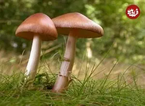 معمای پرونده‌های مرگی که با خوردن قارچ جنگلی گره خورده است؛ نوبرانه‌هایی با احتمال مرگ