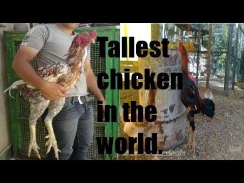 (ویدئو) این 10 خروس، قدبلندترین خروس های جهان هستند