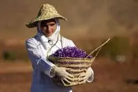 قیمت جدید زعفران؛ افغانستان جانشین ایران در بازار جهانی می‌شود؟