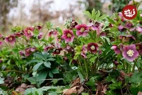 10 گیاه چشم‌نواز که آخر زمستان زمان مناسب برای کاشتن آن‌ها است