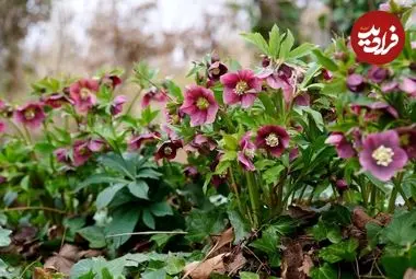 10 گیاه چشم‌نواز که آخر زمستان زمان مناسب برای کاشتن آن‌ها است