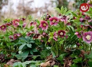 10 گیاه چشم‌نواز که آخر زمستان زمان مناسب برای کاشتن آن‌ها است