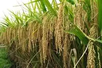 (ویدئو) ژاپنی ها با این روش مدرن گران ترین برنج کشورشان را برداشت می کنند