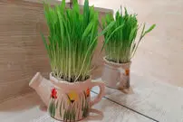 (ویدئو) یک ایده خلاقانه برای کاشت «سبزه عید» با «ذرت»