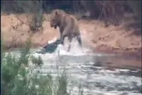 ببینید| حمله شوکه کننده «کروکودیل» به شیر نری که در حال عبور از رودخانه بود!