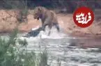 ببینید| حمله شوکه کننده «کروکودیل» به شیر نری که در حال عبور از رودخانه بود!