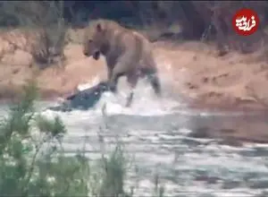 ببینید| حمله شوکه کننده «کروکودیل» به شیر نری که در حال عبور از رودخانه بود!