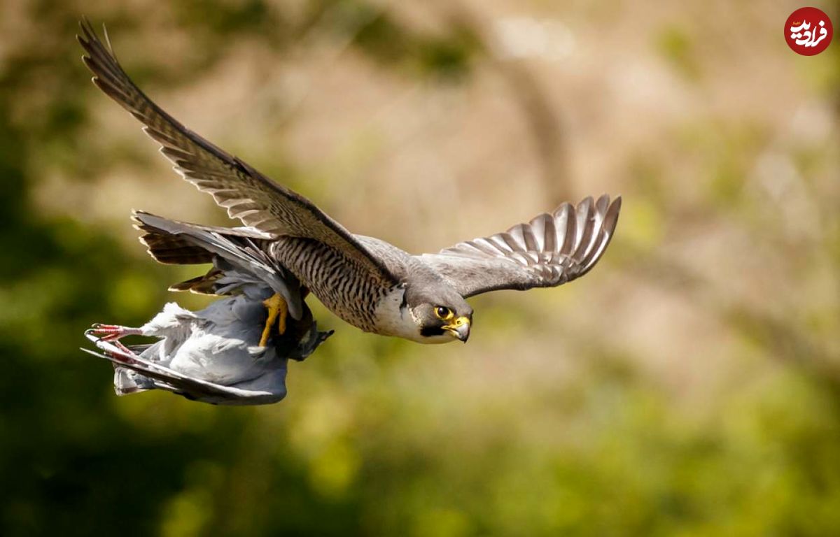 (ویدیو) شکار بسیار جذاب با پرنده شکاری