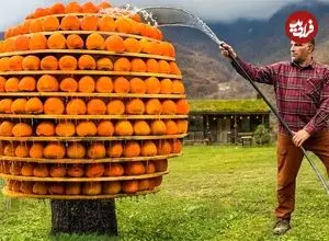 ببینید| غذای روستایی در آذربایجان؛ برداشت خرمالو و تهیه مربا با آن و کباب بره در طبیعت