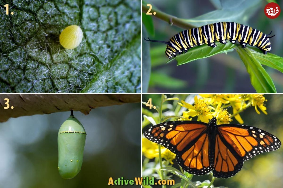 ( ویدیو) چرخه زندگی یک پروانه در چهار مرحله