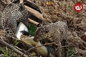 ببینید| شکار بی‌رحمانه جگوار؛ کایمن در آب و خشکی هیچ شانسی ندارد