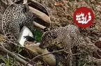 ببینید| شکار بی‌رحمانه جگوار؛ کایمن در آب و خشکی هیچ شانسی ندارد