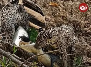 ببینید| شکار بی‌رحمانه جگوار؛ کایمن در آب و خشکی هیچ شانسی ندارد