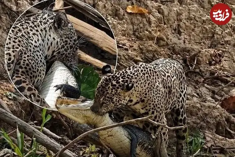 ببینید| شکار بی‌رحمانه جگوار؛ کایمن در آب و خشکی هیچ شانسی ندارد