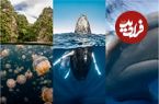 تصاویر؛ ۱۵ عکس نفس‌گیر از اعماق اقیانوس؛ برگزیدگان مسابقه روز جهانی اقیانوس‌ها
