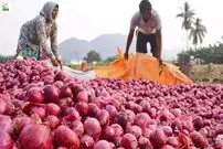 (ویدئو) کشت و برداشت هزار تن پیاز به روش دیدنی کشاورزان مکزیکی