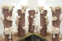 (ویدئو) نحوه کاشت، پرورش و برداشت آسان 70 کیلوگرم قارچ در خانه