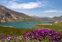تصاویر؛ همسایگی دشت لاله های وحشی با تهران