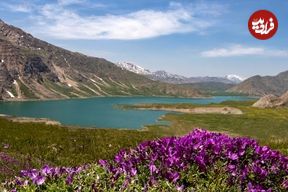تصاویر؛ همسایگی دشت لاله های وحشی با تهران