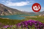 تصاویر؛ همسایگی دشت لاله های وحشی با تهران