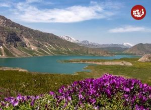 تصاویر؛ همسایگی دشت لاله های وحشی با تهران