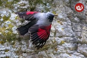 تصاویر؛ دیوار خزک؛ پرنده‌ای کمیاب با بال‌های قرمز زرشکی و زندگی عجیب روی صخره‌ها که در کوه‌های ایران دیده می‌شود