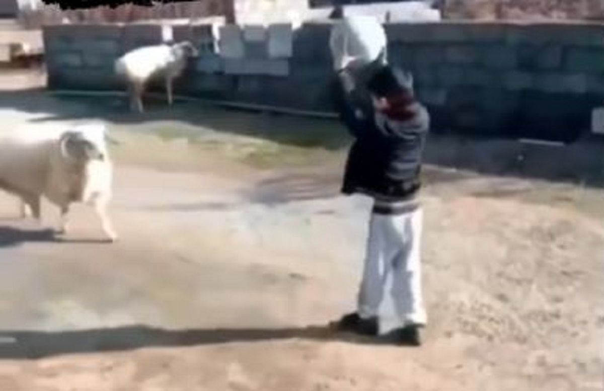 (ویدئو) این گوسفند به شکلی باورنکردنی از پسربچه مازندرانی هد زدن یاد گرفته!