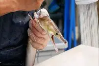 ببینید| غذای خیابانی در ژاپن؛ مارماهی کبابی با املت در اوزاکا